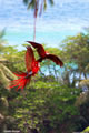 Fighting Macaws 2